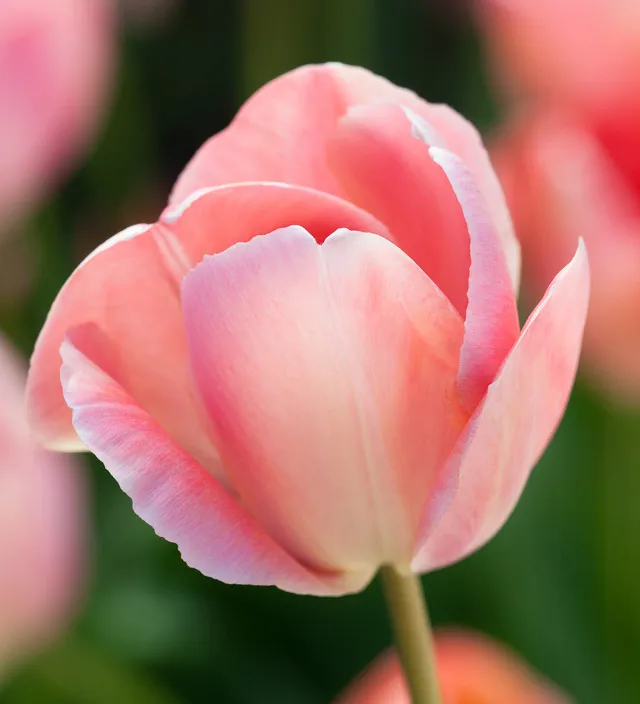 Sarah Raven Bulbs Tulpe Mystic van Eijk Blumenzwiebeln 15 Stück aprikot