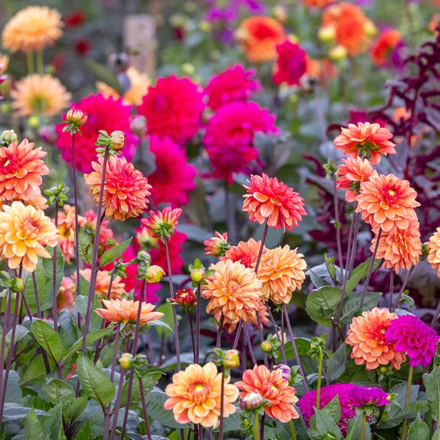 Sarah Raven Bulbs Good in Every Light Dahlien 8 Knollen Mix