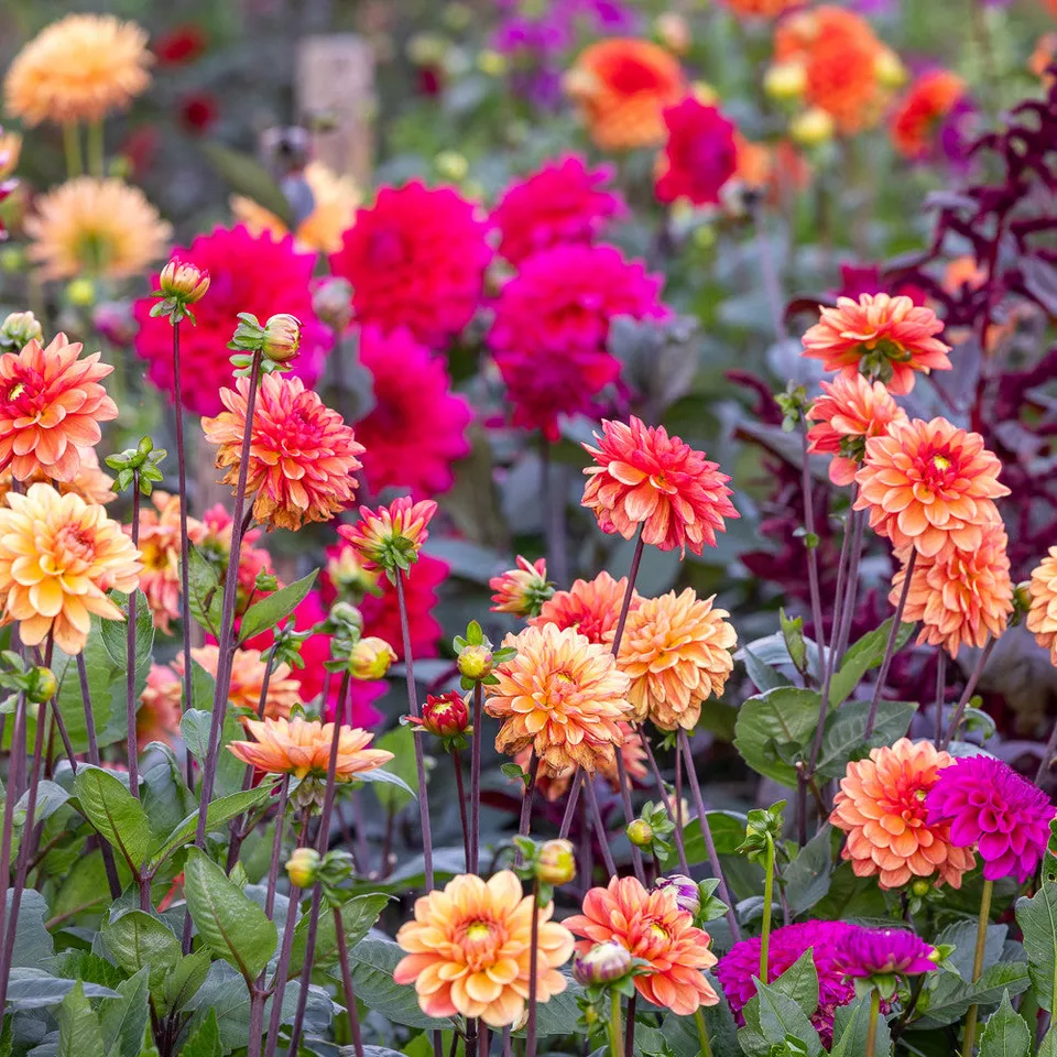 Sarah Raven Bulbs Good in Every Light Dahlien 8 Knollen Mix