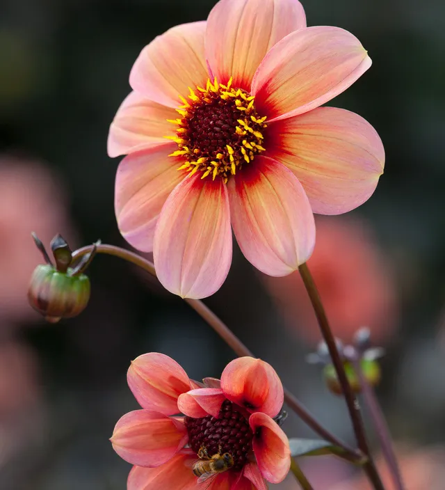 Sarah Raven Bulbs Dahlie Happy Single Kiss Knollen 1 Knolle Topf