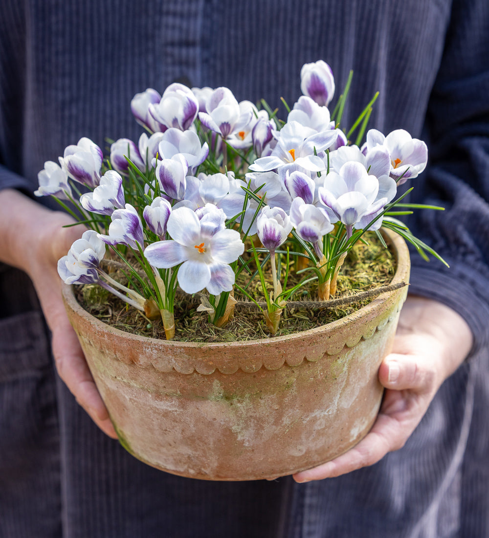 Sarah Raven Crocus Prins Claus Blumenzwiebeln 25 Stück weiß