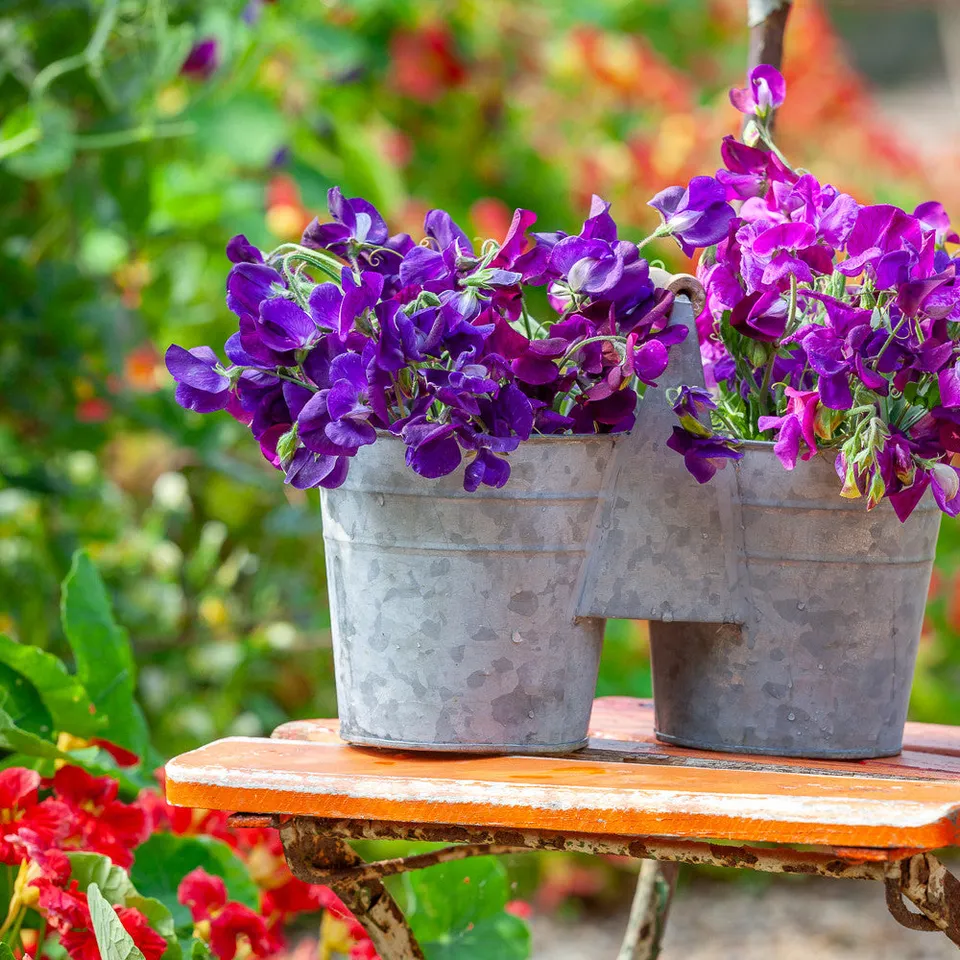 Sarah Raven Sweet Pea Bucket Blumeneimer Zink 12 cm