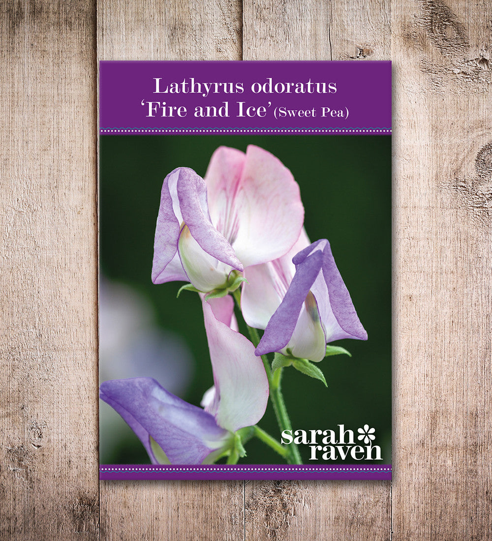 Sarah Raven Seeds Sweet Pea Fire and Ice Samen 20 Samen duftend