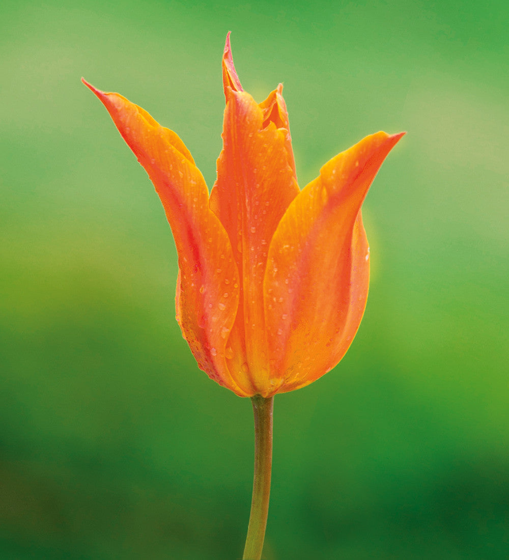 Sarah Raven Bulbs Bold Brilliant Tulpenzwiebeln 20 Stück lilienblütig