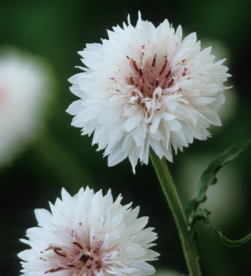 Sarah Raven Seeds Centaurea cyanus White Blumensamen 500 Samen weiß