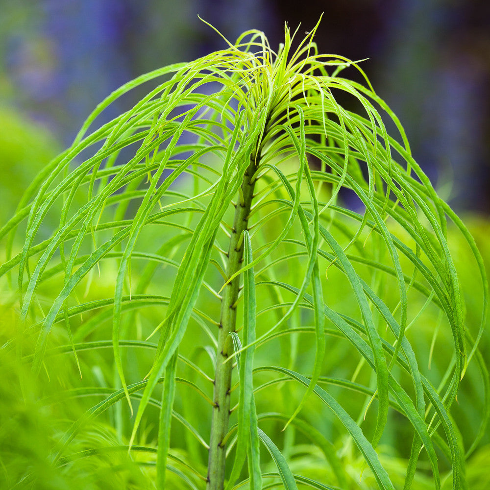Sarah Raven Plants Helianthus salicifolius Pflanze 3x9cm Topf
