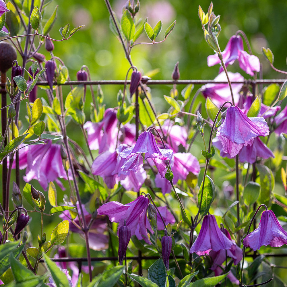 Sarah Raven Plants Clematis Alionushka Pflanze 2 Liter rosa-lila
