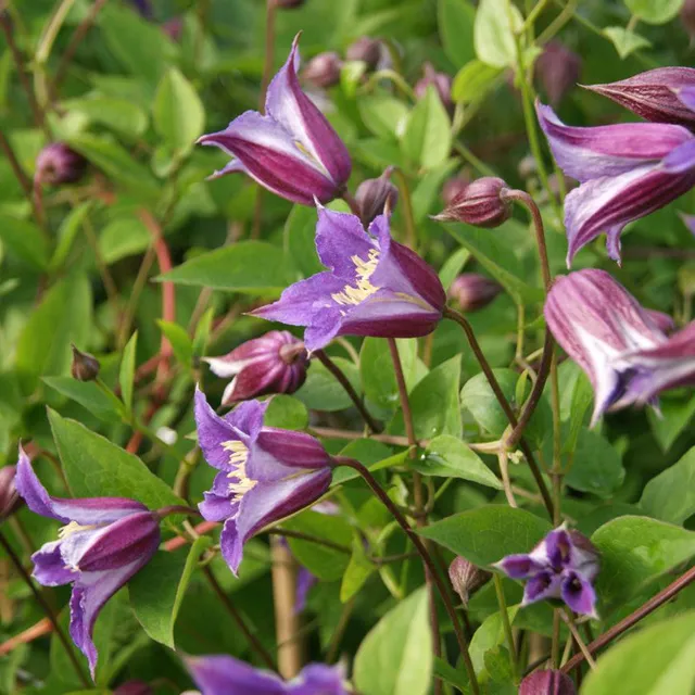 Sarah Raven Plants Clematis Prince William Pflanze 2-Liter-Topf rot