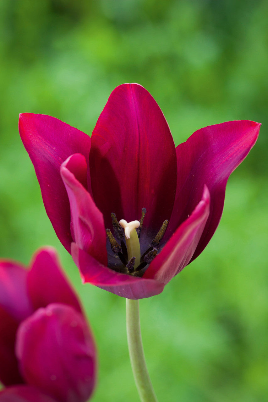 Sarah Raven Bulbs Lily Tulip Blumenzwiebeln 15 Stück April-Mai