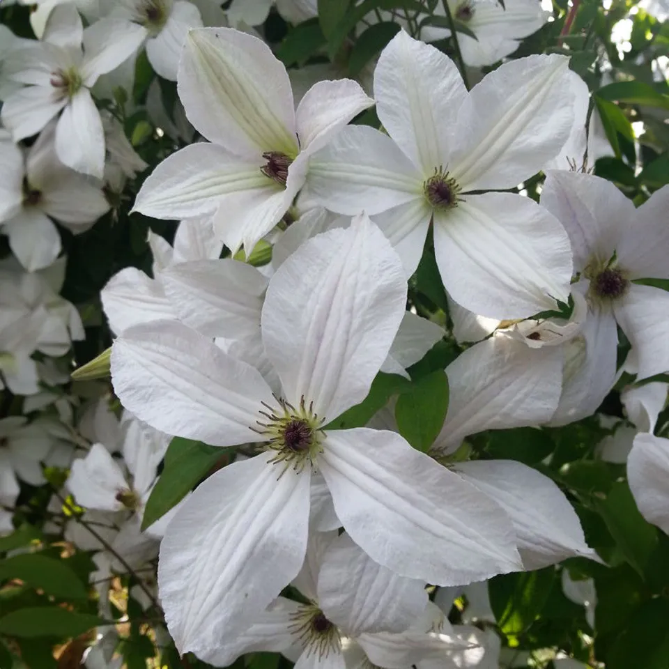 Sarah Raven Plants Clematis Forever Friends Waldrebe 2 Liter weiß