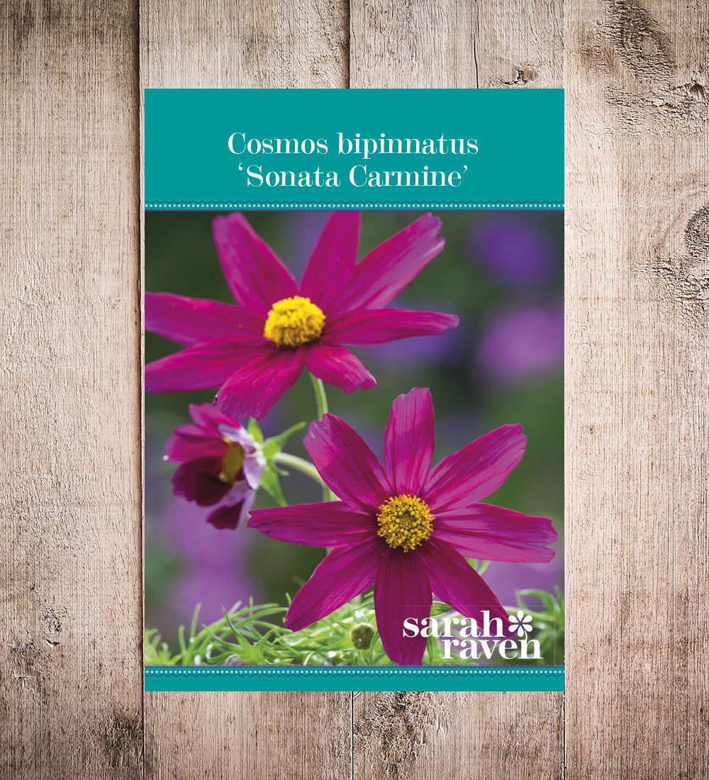 Sarah Raven Cosmos Sonata Carmine Blumensamen 50 karminrot