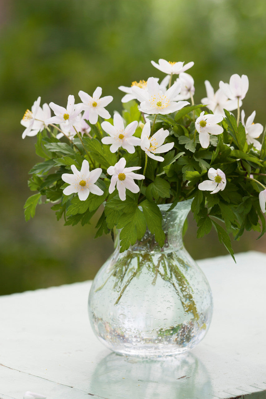 Sarah Raven Bulbs Anemone nemorosa Buschwindröschen 40 Rhizome