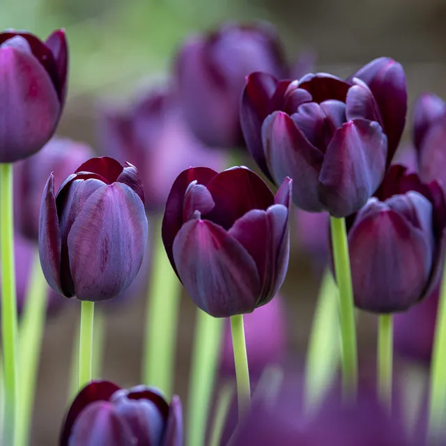 Sarah Raven Bulbs Tulpe Queen of Night 10 Tulpenzwiebeln schwarz