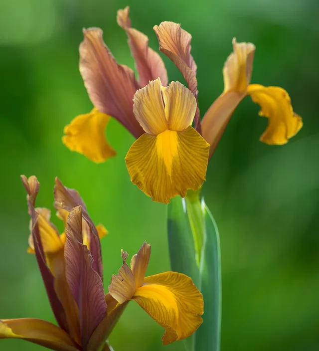 Sarah Raven Bulbs Iris Hollandica Lion King Blumenzwiebeln 10 Stück