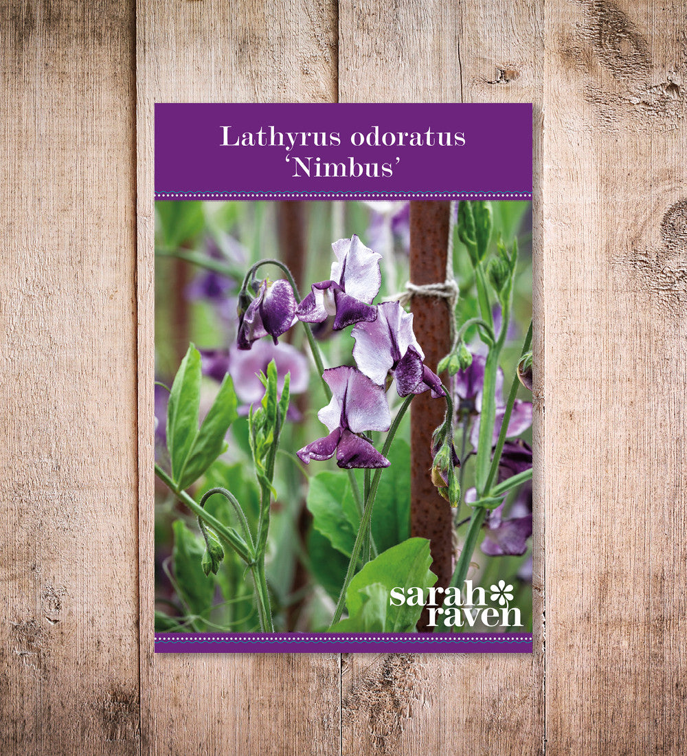 Sarah Raven Plants Sweet Pea Nimbus Blumensamen 25 duftend