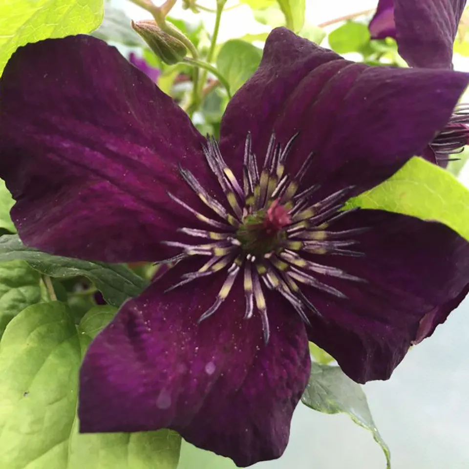 Sarah Raven Clematis Dark Eyes Kletterpflanze 2L-Topf violett