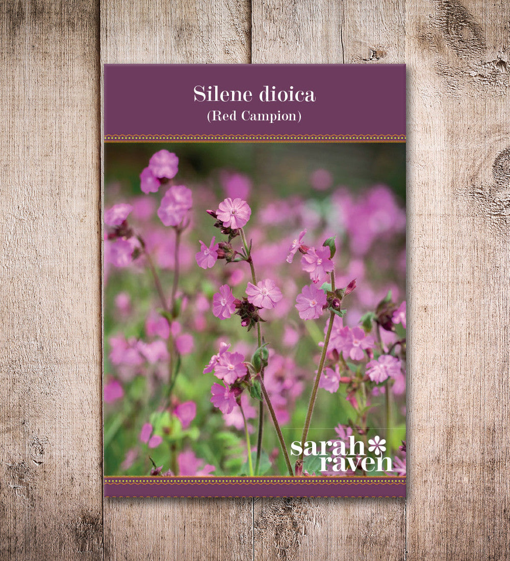 Sarah Raven Seeds Silene Dioica Saatgut 200 Samen