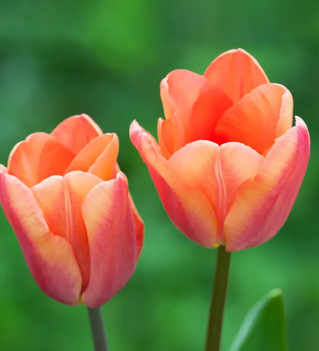 Sarah Raven Bulbs Tulip Apricot Foxx Blumenzwiebeln 10 Stück orange