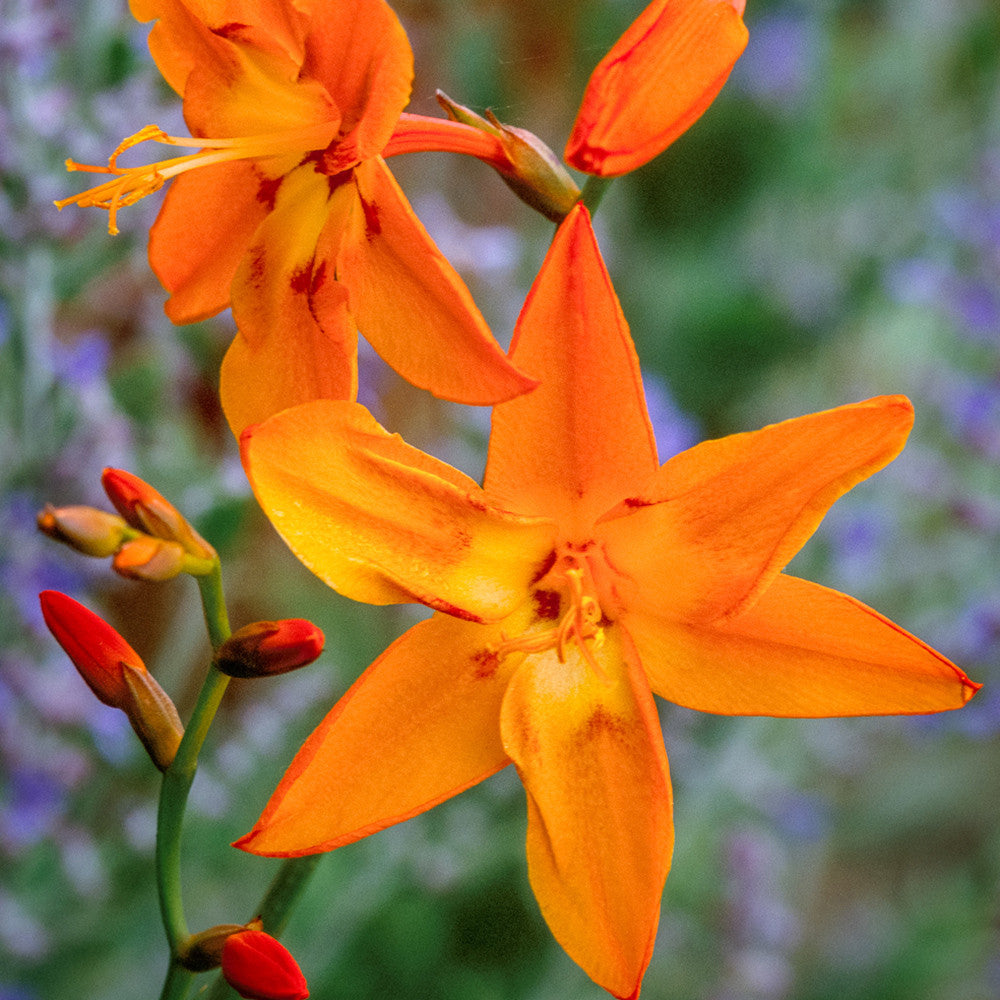 Sarah Raven Bulbs Crocosmia Star of the East Knollen 20 Stück orange