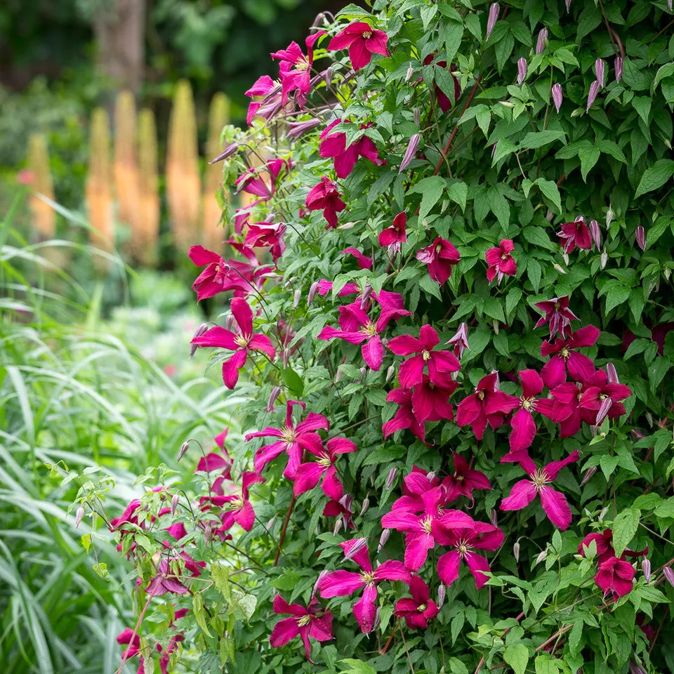 Sarah Raven Plants Clematis viticella Madame Julia Correvon Pflanze 2 Liter