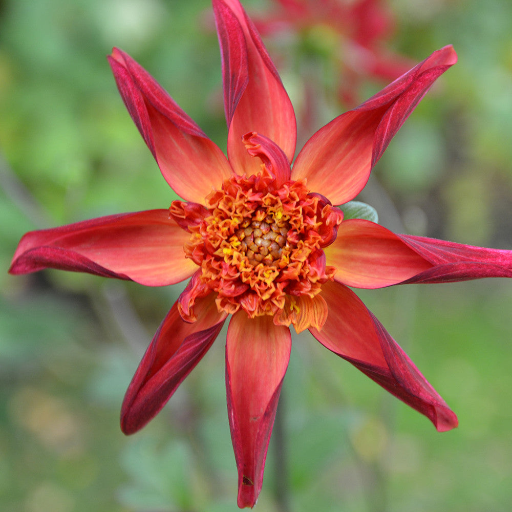 Sarah Raven Bulbs Dahlie Red Starfish Knolle Rot