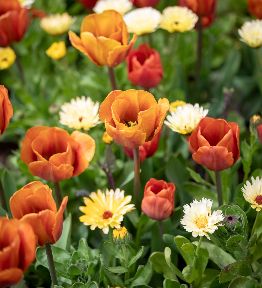 Sarah Raven Seeds Calendula Snow Princess Samen 75 Samen essbar
