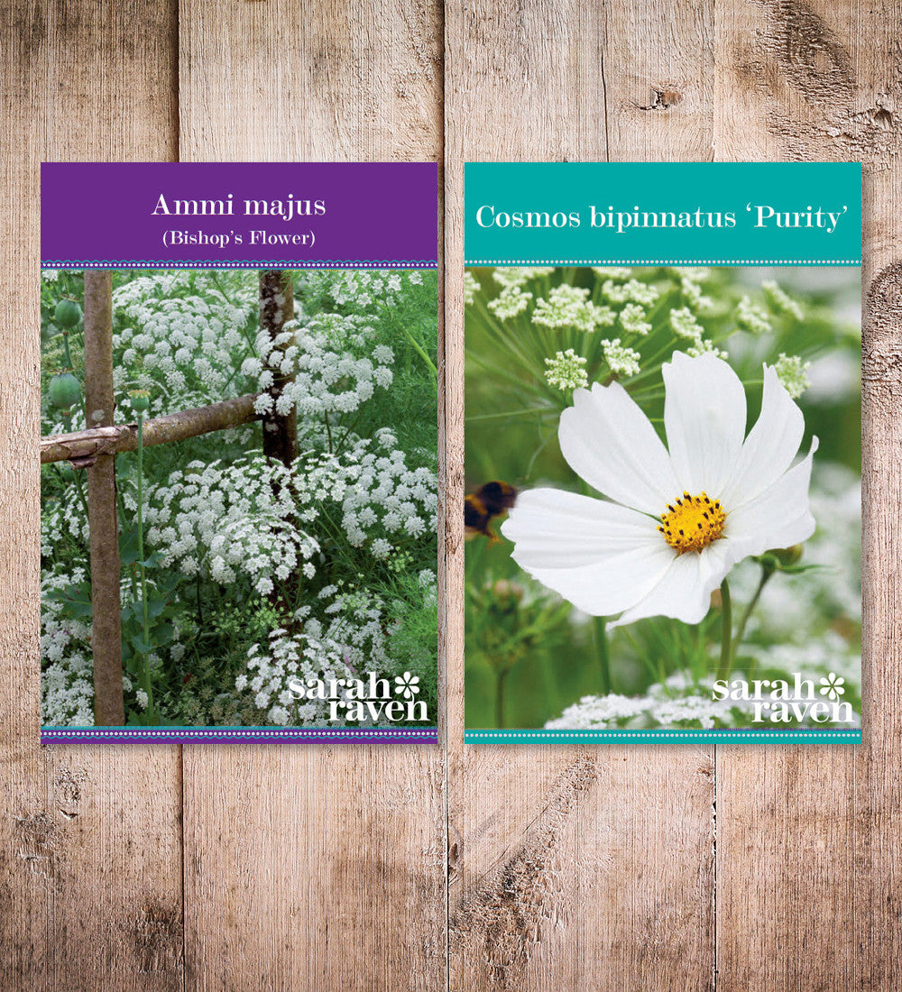 Sarah Raven Seeds Cosmos Ammi Blumensamen 2 Pack Schnittblumen
