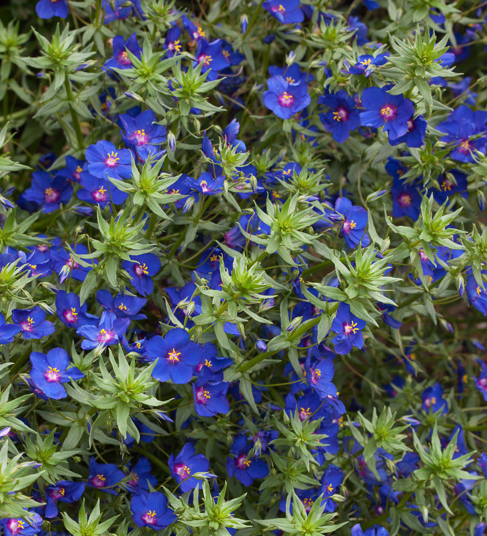 Sarah Raven Plants Anagallis Sky Lover 3x 9cm Topf blau