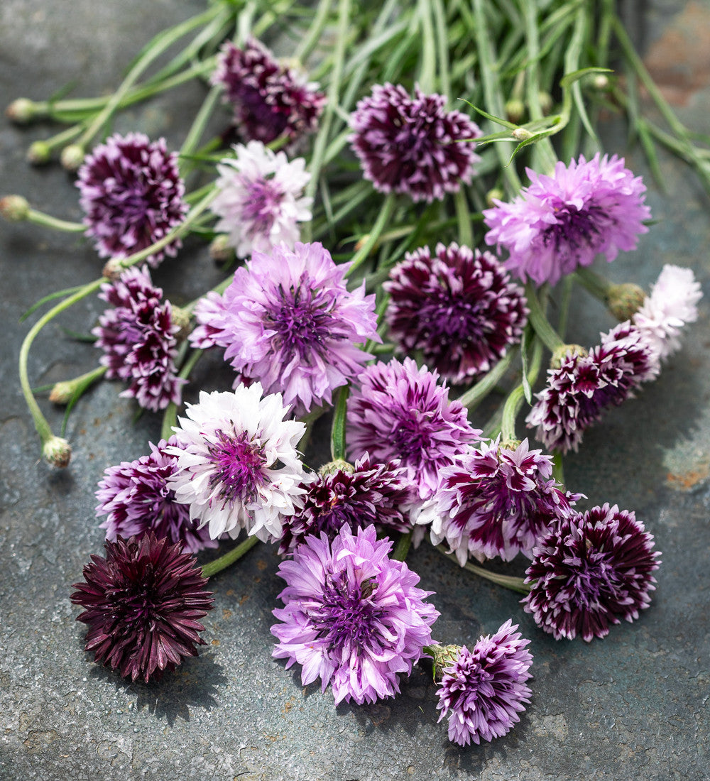 Sarah Raven Seeds Centaurea Classic Magic Kornblume 200 Samen