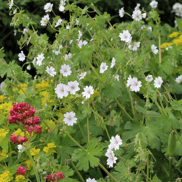 Sarah Raven Plants Geranium Summer Snow Storchschnabel 3x9cm weiß