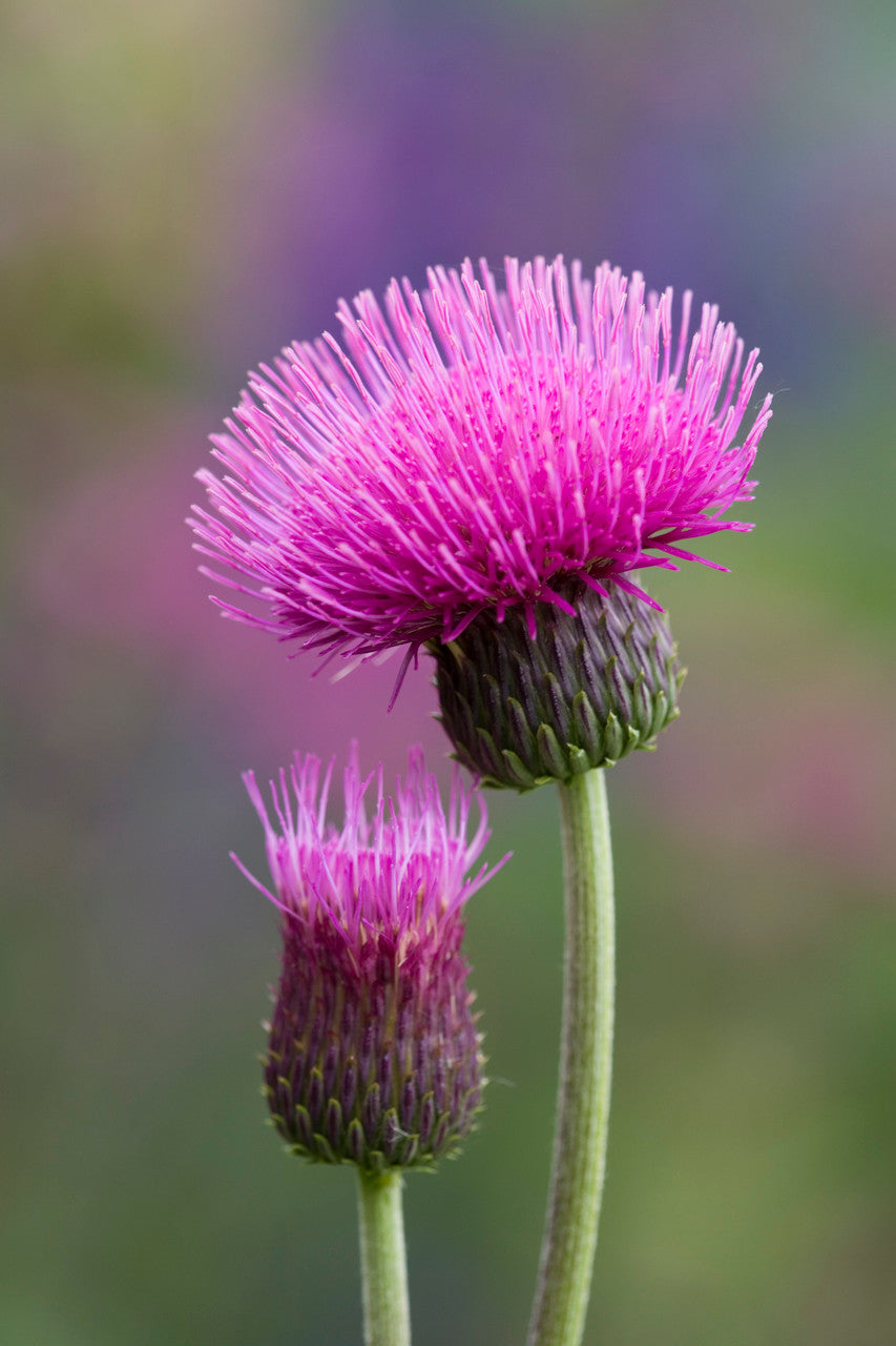 Sarah Raven Cirsium Atropurpureum Staude 2-Liter-Topf Bienenweide