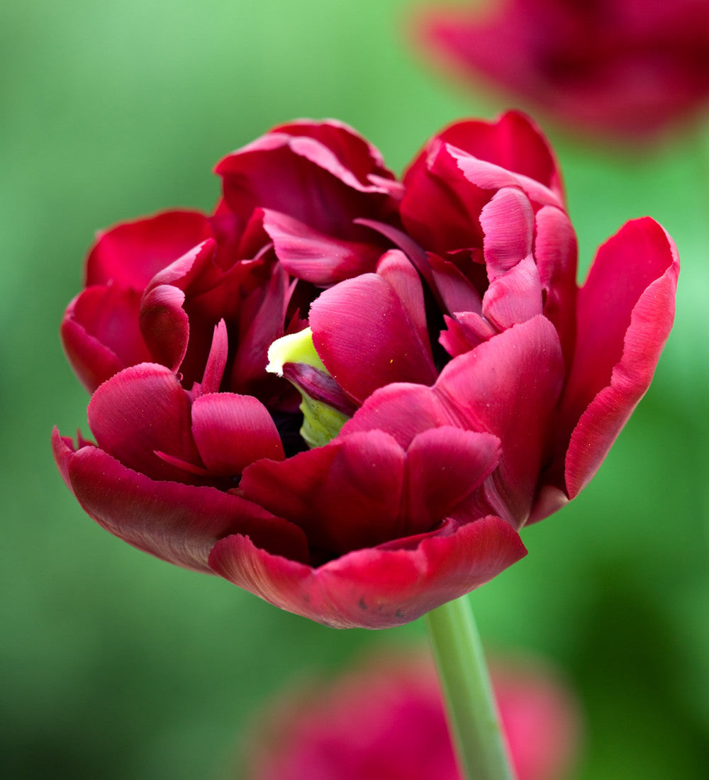 Sarah Raven Bulbs Dark Peony Tulpenzwiebeln 20 Stück gefüllt