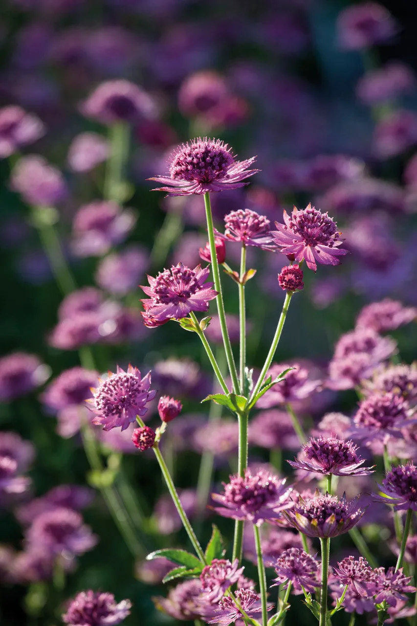 Sarah Raven Plants Astrantia Ruby Cloud Samen 25 St. Schnittblume