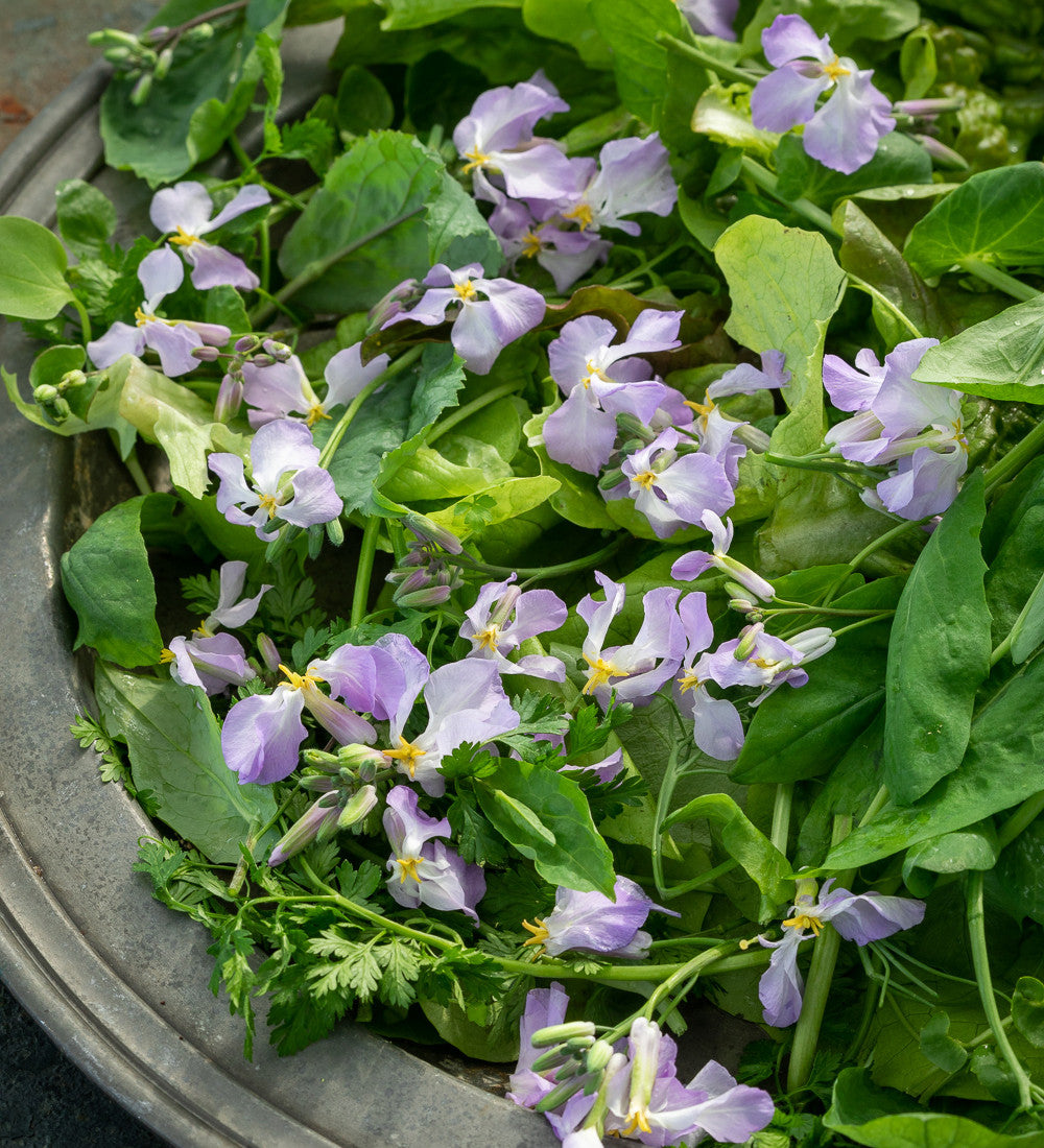 Sarah Raven Seeds Orychophragmus violaceus 200 Samen essbar