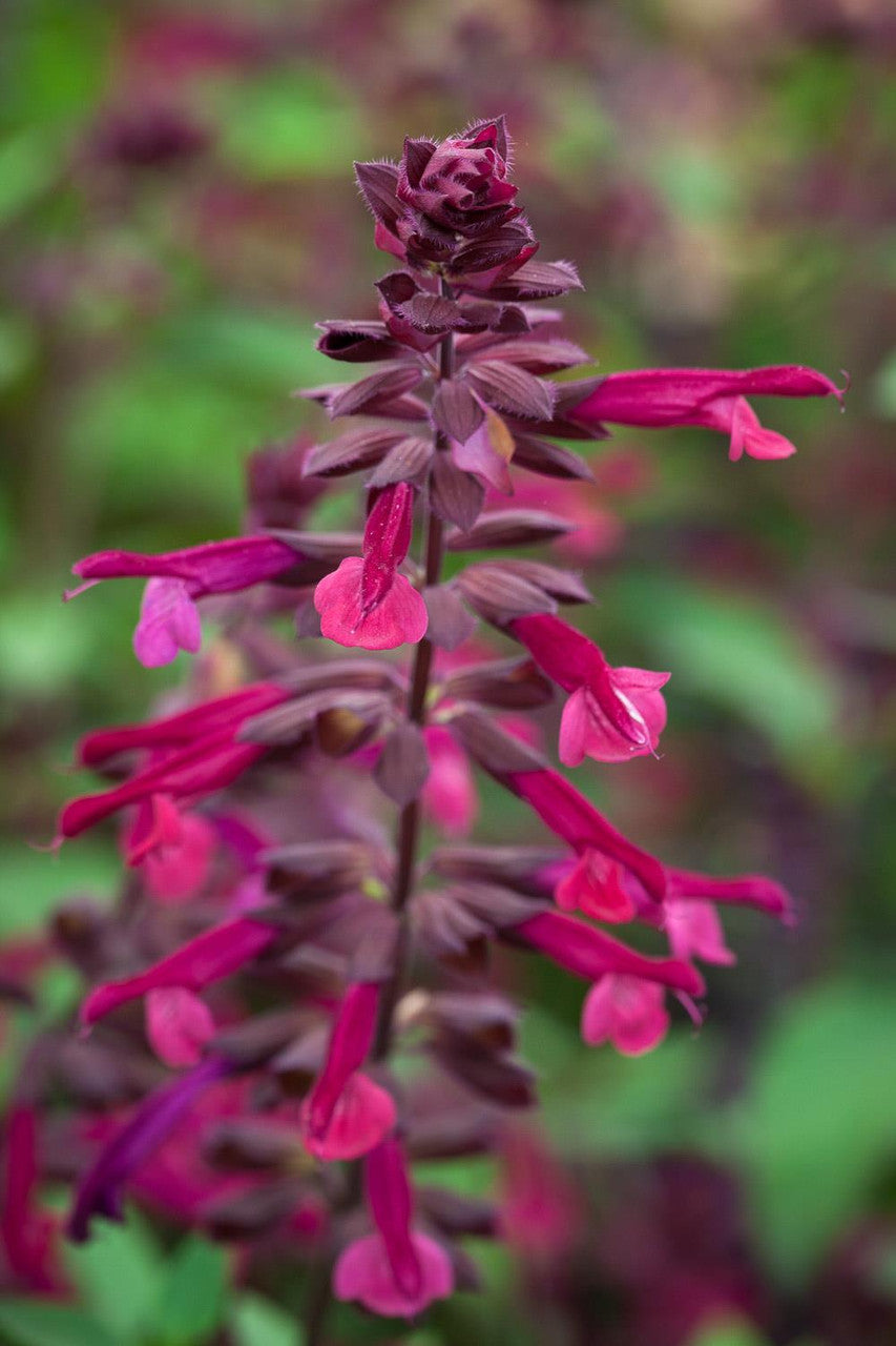 Sarah Raven Plants Salvia Love and Wishes Pflanze 3x 9cm Dauerblüher