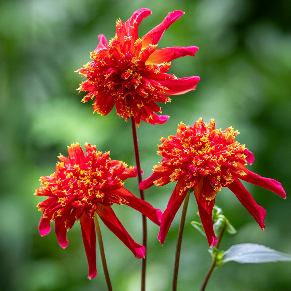 Sarah Raven Bulbs Dahlia Octopus Sparkle Dahlienknolle 1 St.