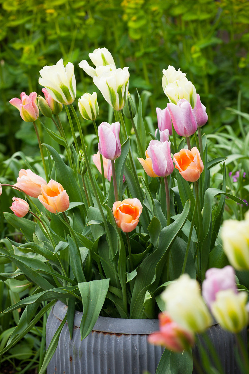 Sarah Raven Bulbs Tulpe Mistress Mystic Blumenzwiebeln 10 Stück rosa