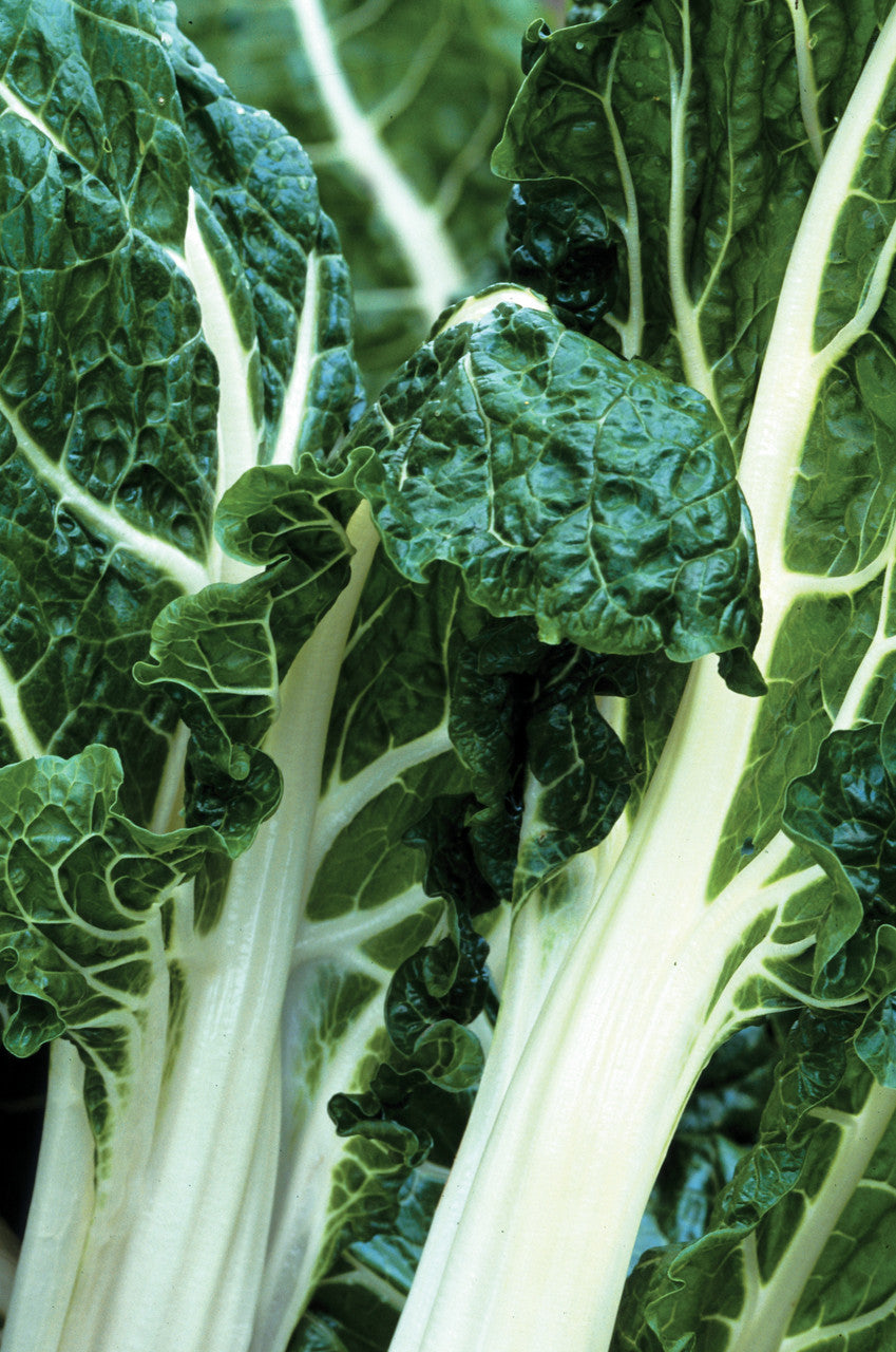 Sarah Raven Seeds Mangold White Silver 2 Samen 175 Bio-Stiele