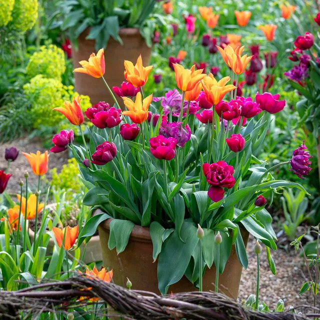 Sarah Raven Bulbs Oast Garden Tulpenzwiebeln 30 Zwiebeln
