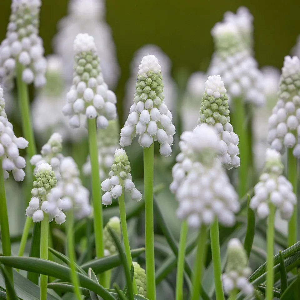 Sarah Raven Bulbs Muscari Siberian Tiger Zwiebeln 25 weiß