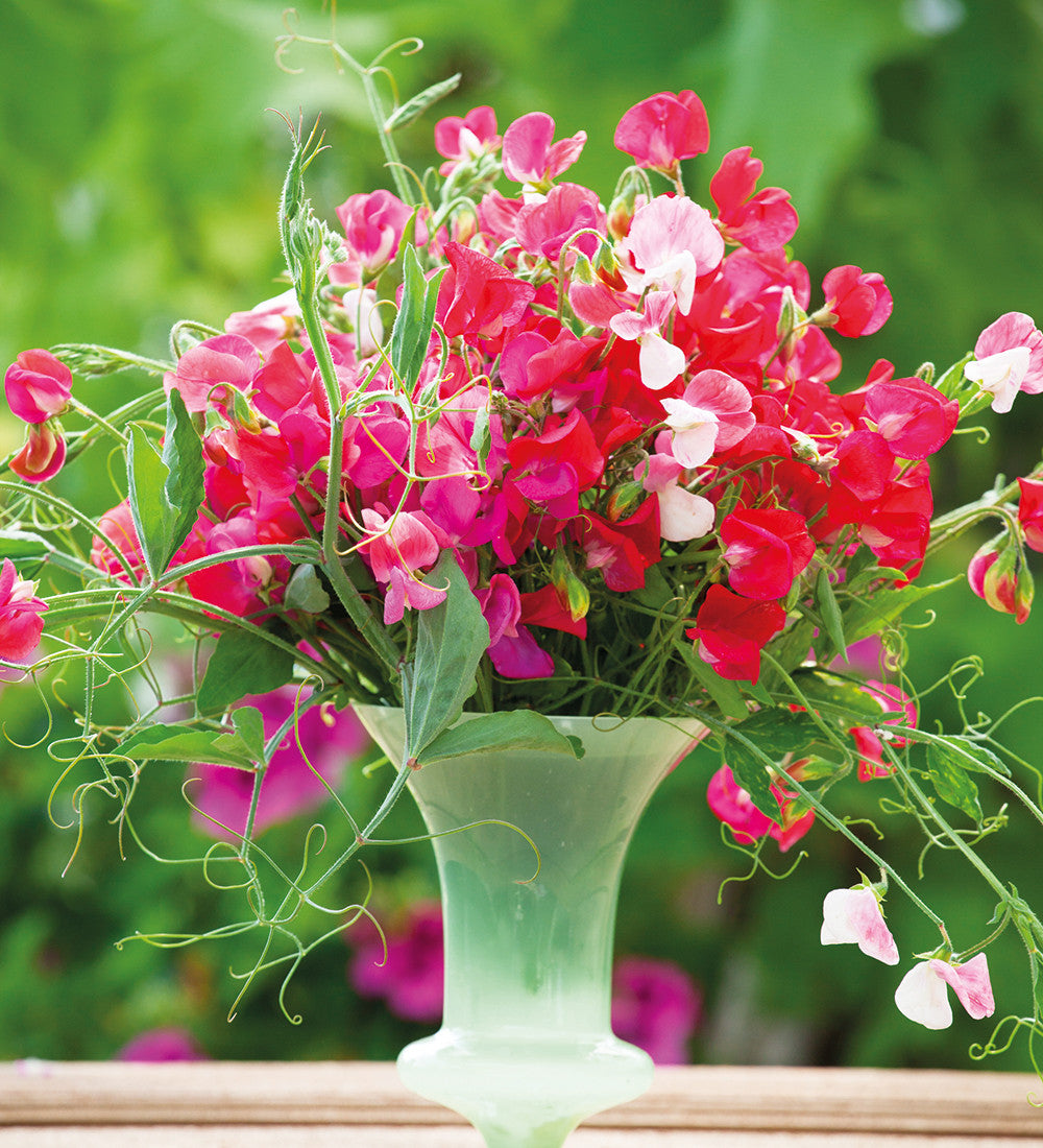 Sarah Raven Seeds Sweet Pea Duftwicke 20 Samen stark duftend pink