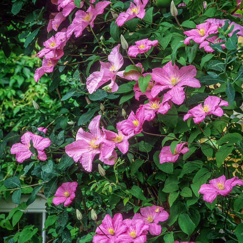 Sarah Raven Plants Clematis Comtesse de Bouchaud Pflanze 2 Liter rosa