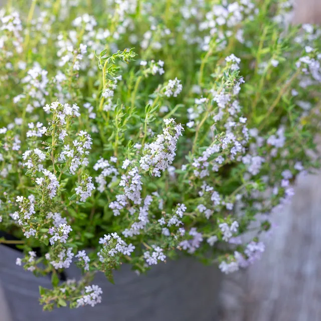 Sarah Raven Seeds Thyme Old English Samen 450 Samen Küche