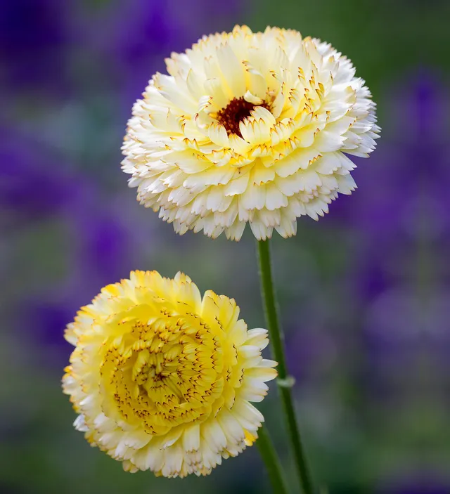 Sarah Raven Seeds Calendula Snow Princess Samen 75 Samen essbar