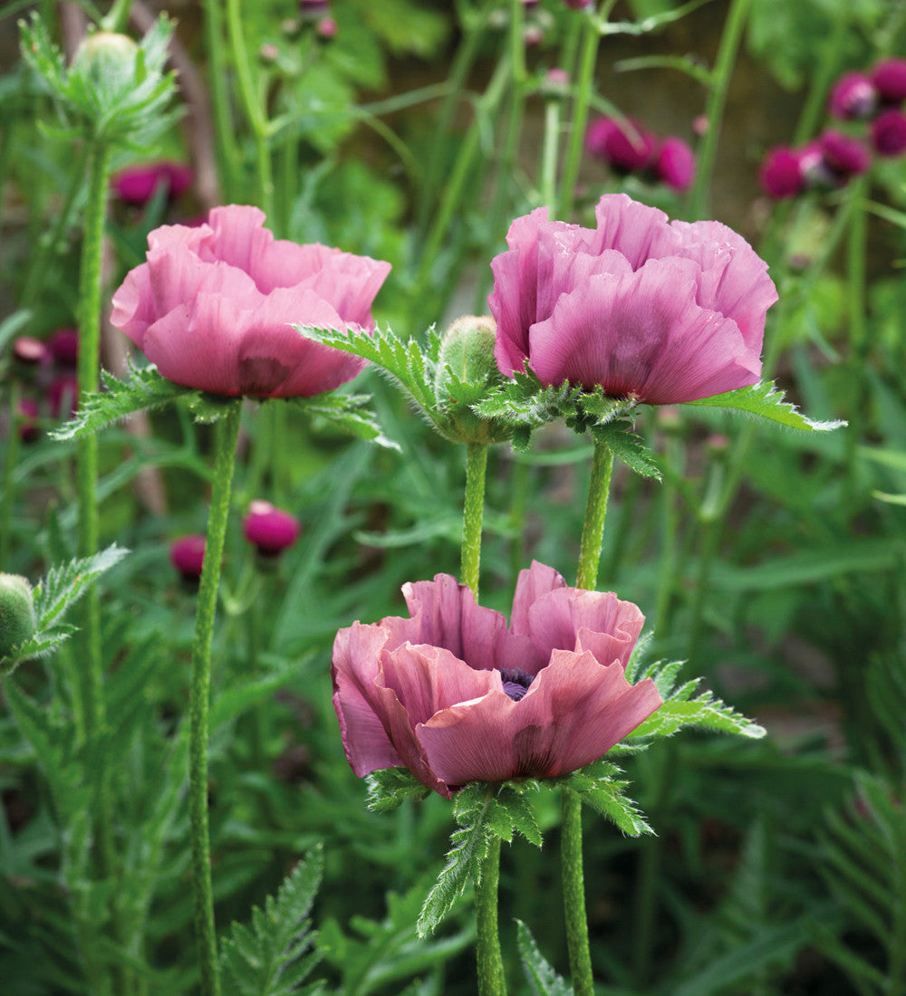 Sarah Raven Plants Papaver Patty's Plum Pflanze 3x 9cm lila Mohn