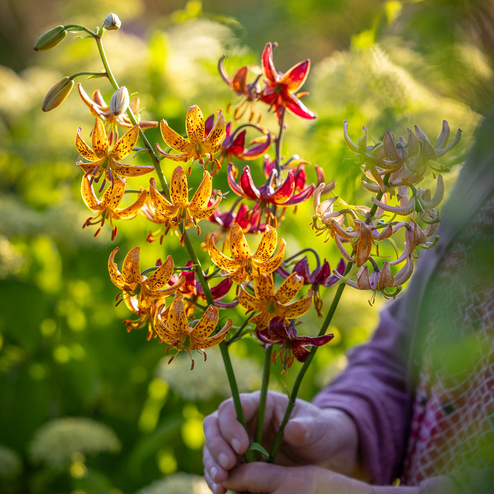Sarah Raven Bulbs Martagon Lily Collection Blumenzwiebeln 9 Zwiebeln Schatten