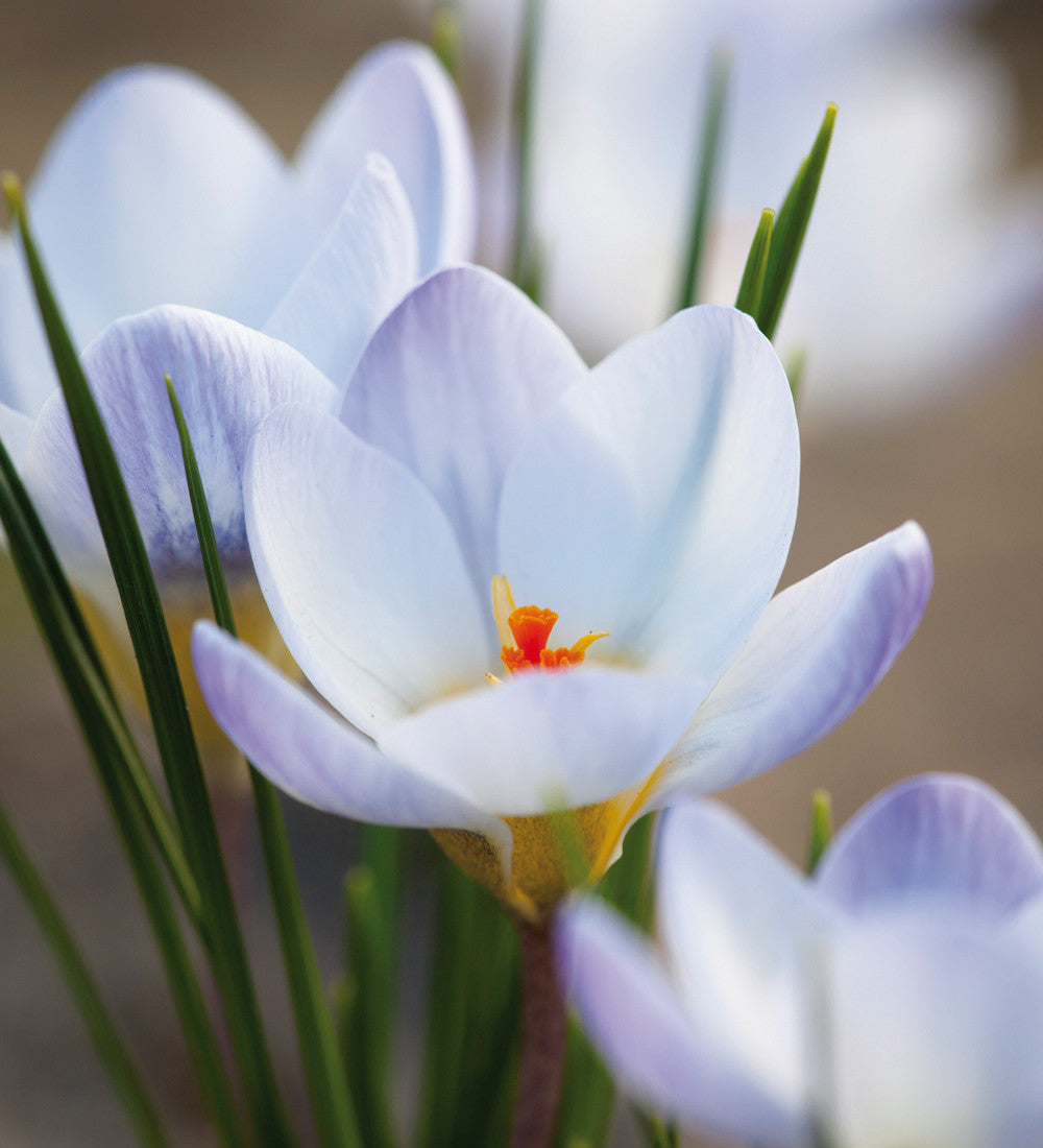 Sarah Raven Bulbs Ice Blue Crocus Collection Krokus 30 Knollen