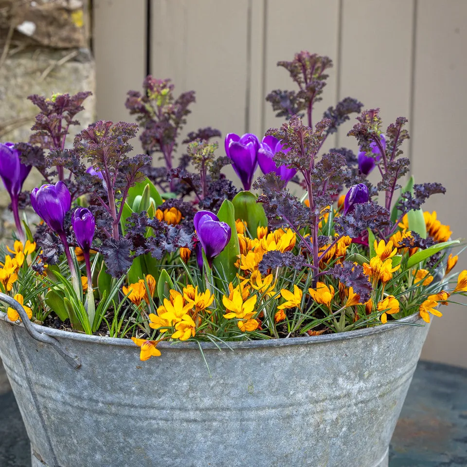 Sarah Raven Bulbs Jaffa Cake Krokus 50 Knollen Orange Monarch Mix