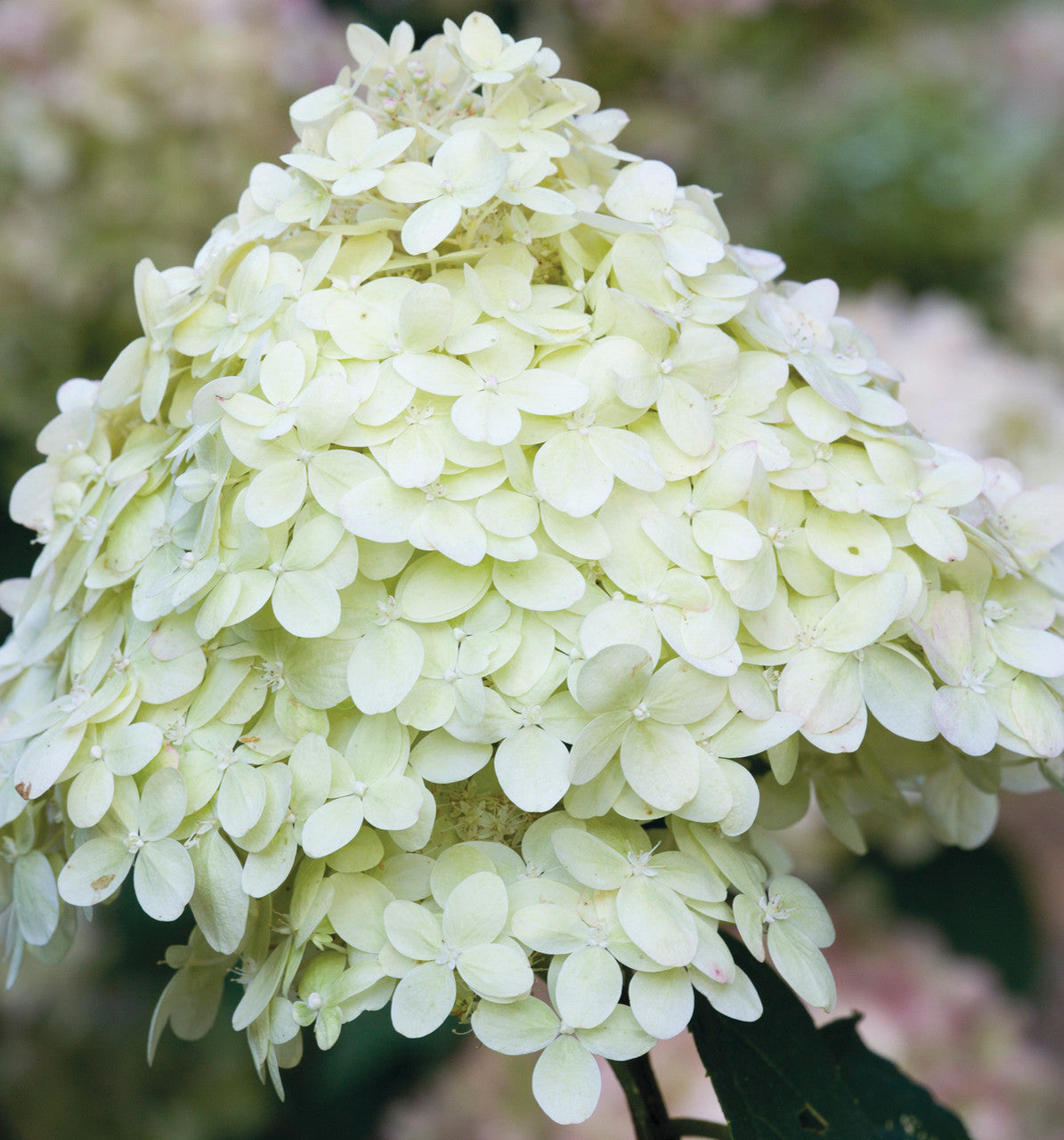Sarah Raven Plants Hydrangea Limelight Hortensie 2 Liter Topf grün