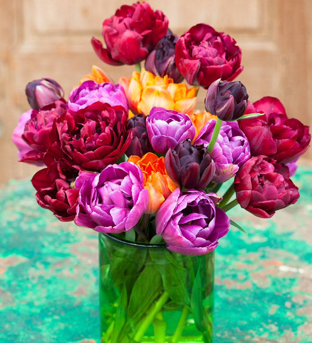 Sarah Raven Bulbs Dark Peony Tulpenzwiebeln 20 Stück gefüllt